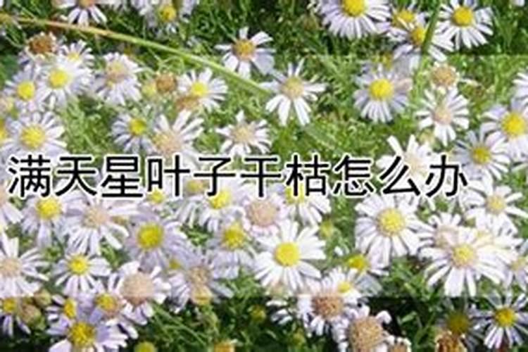 满天星叶子干枯发黄怎么办？什么原因导致的