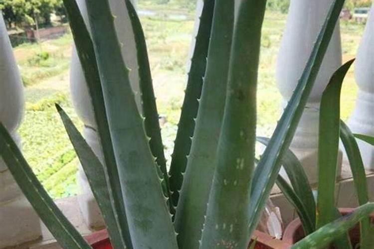 让芦荟安然度过寒冬：全面指南