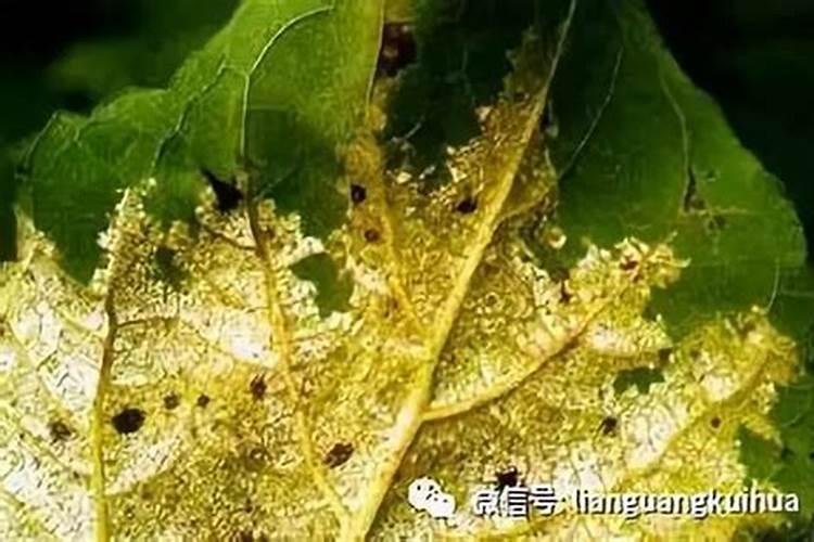 向阳而生，病害不侵——向日葵黑斑病的药剂防治策略