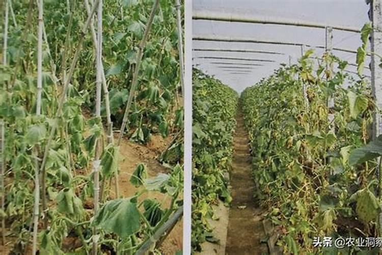 拯救家园：对抗蔬菜枯萎病的智慧与策略
