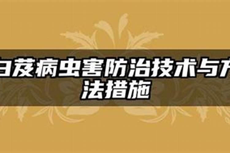 白芨病虫害防治全攻略：识别与治疗步步为营