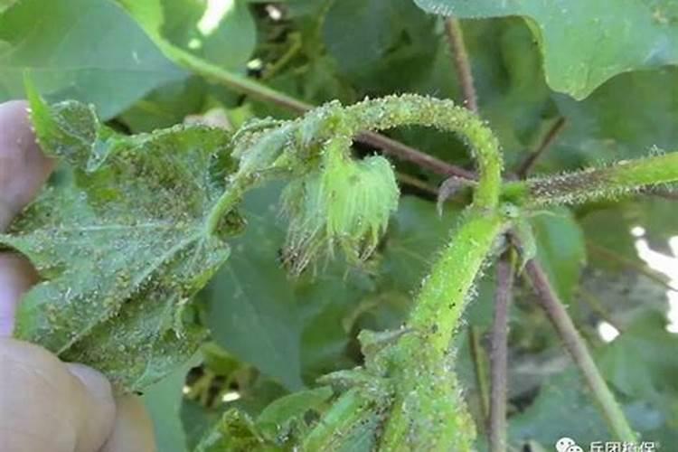 棉花蚜虫的危害特点及防治方法？
