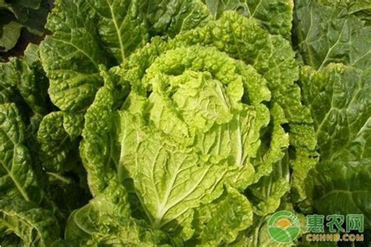 无公害蔬菜与有机蔬菜有什么区别？无公害蔬菜种植技术