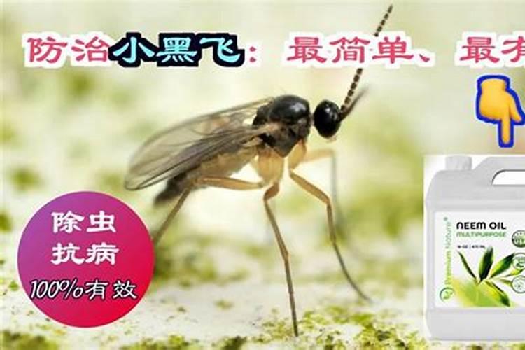 如何快速、无毒、彻底消灭小黑飞？