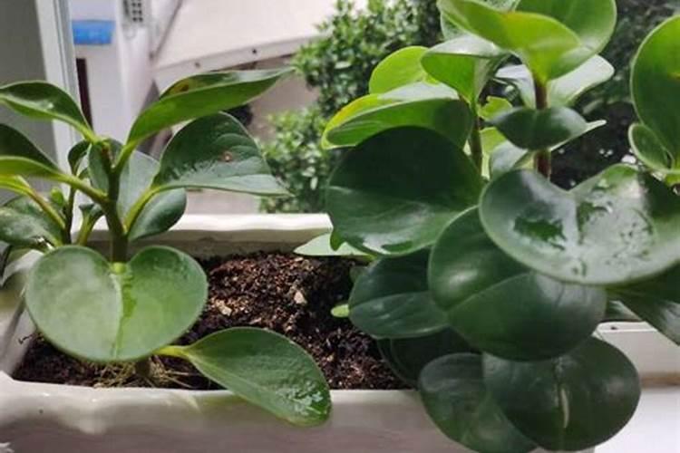 青叶碧玉的养护秘籍：让您的绿植更加繁茂