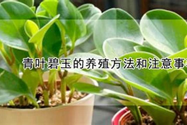 青叶碧玉的养殖方法和注意事项