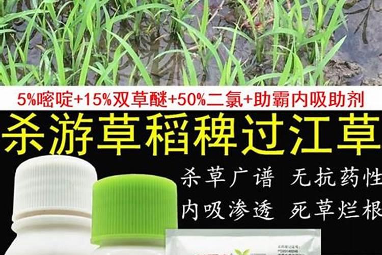 二氯喹啉酸对水稻是否有毒