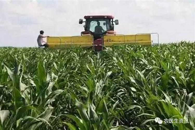 夏玉米的施肥秘籍：迈向高产的关键步骤