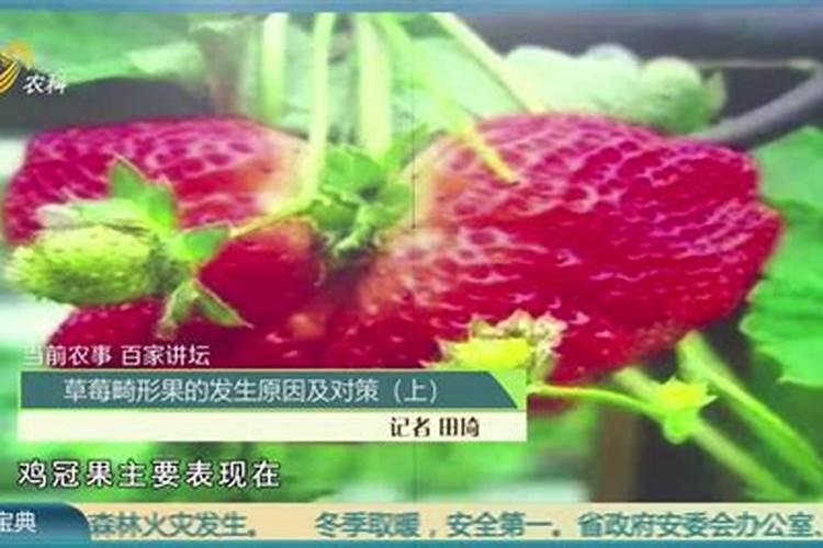 指导草莓种植户畸形果发生的原因和对策