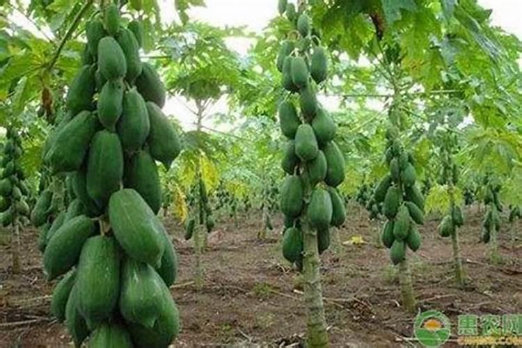 木瓜种植注意哪些因素？如何提高木瓜产量？
