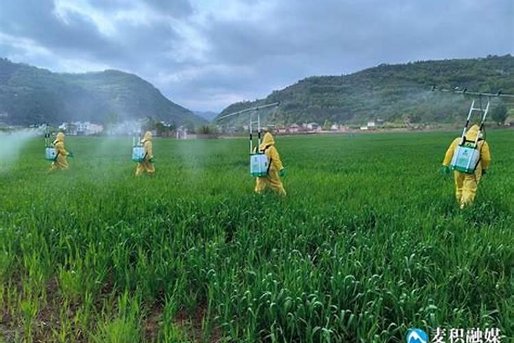 绿色护卫：综合防治病虫害的策略与实践