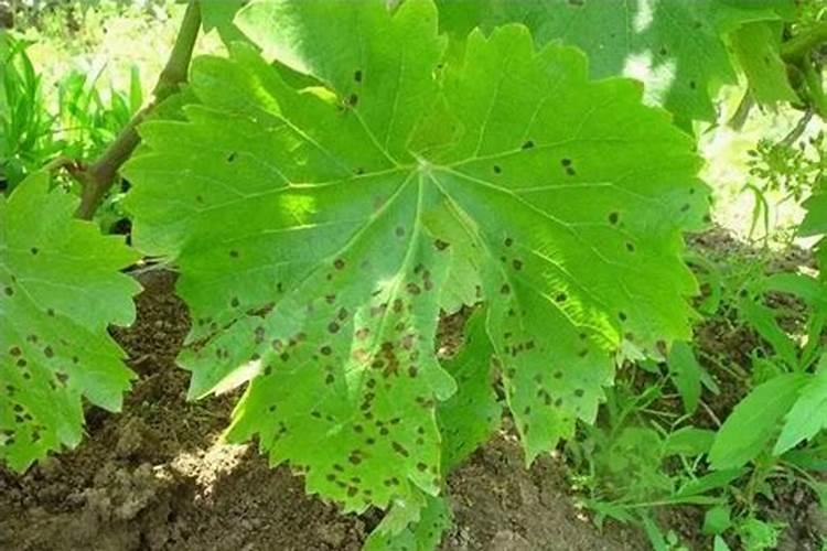 揭秘葡萄褐斑病：防治策略与实践指南