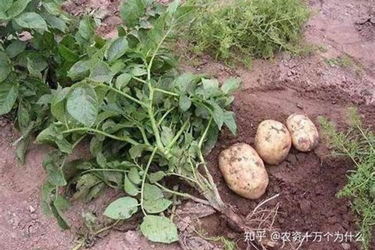 如何预防缺氧对马铃薯的伤害？
