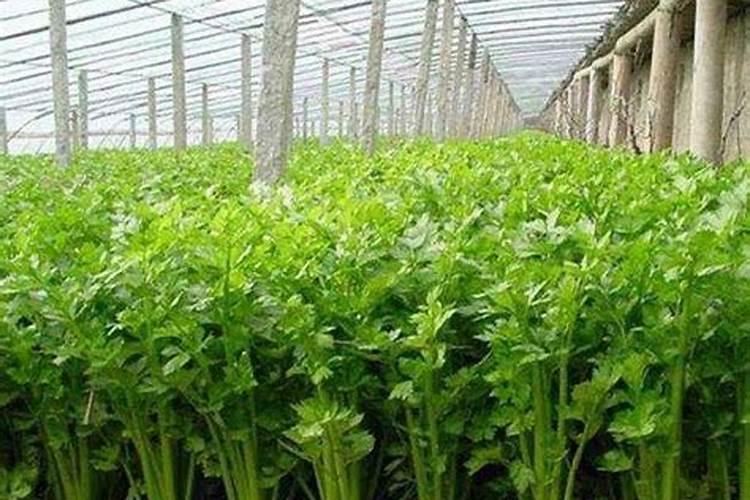 遮阳网下的绿色宝藏：芹菜高效栽培技术揭秘