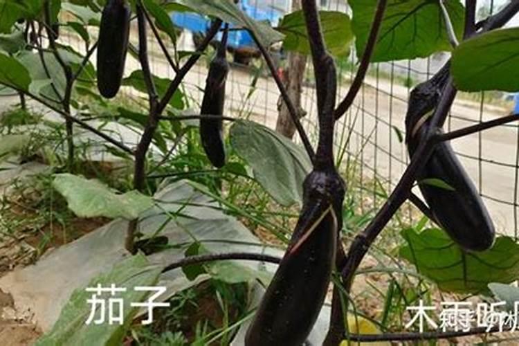 夏秋之交，茄子栽培的艺术与技巧