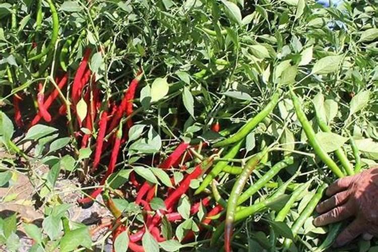 种植辣椒施钾肥效果好还是尿素效果好？为什么？
