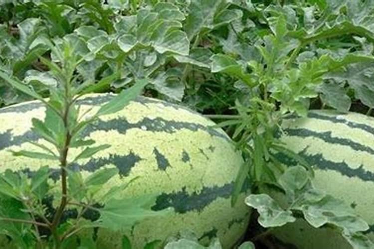 黑美人西瓜怎样种植的