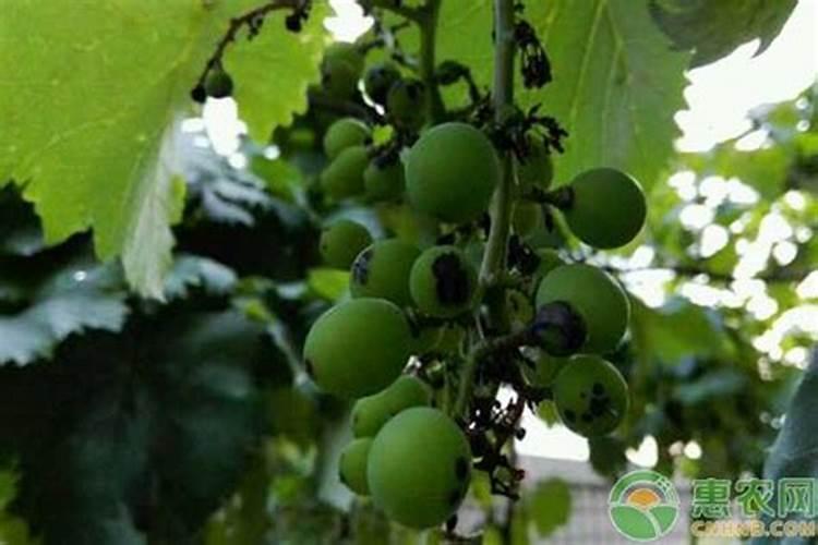 花前防治葡萄黑痘病效果好：确保丰收的关键策略？
