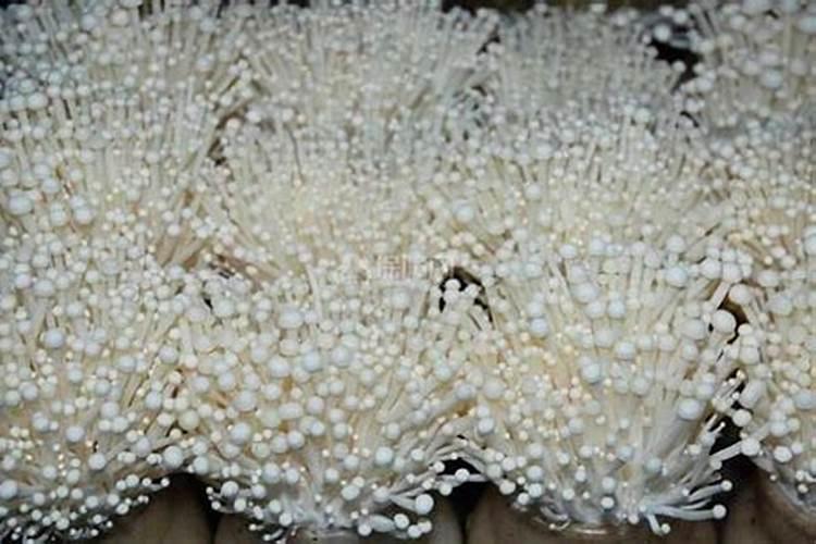金针菇保鲜技术：锁住新鲜的秘密