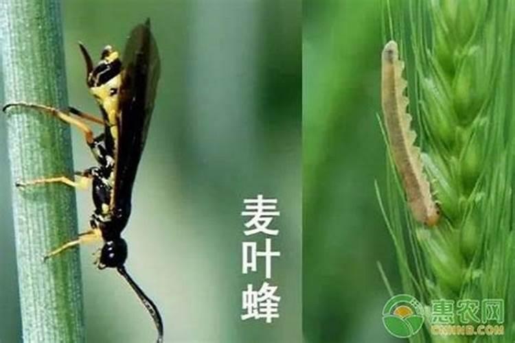 绿色战役：小麦麦叶蜂的药剂防治策略