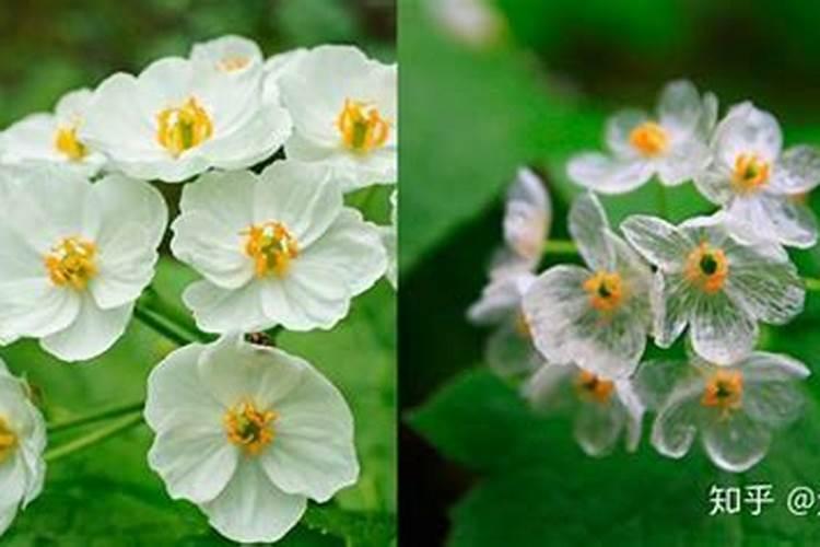 日本山荷叶的花瓣会变成透明的原因分析