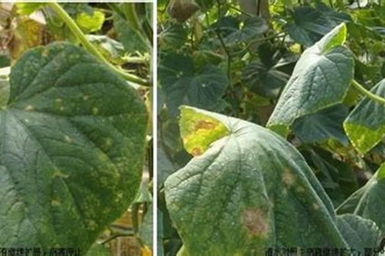 黄瓜炭疽病防治攻略：有效药物与综合管理策略