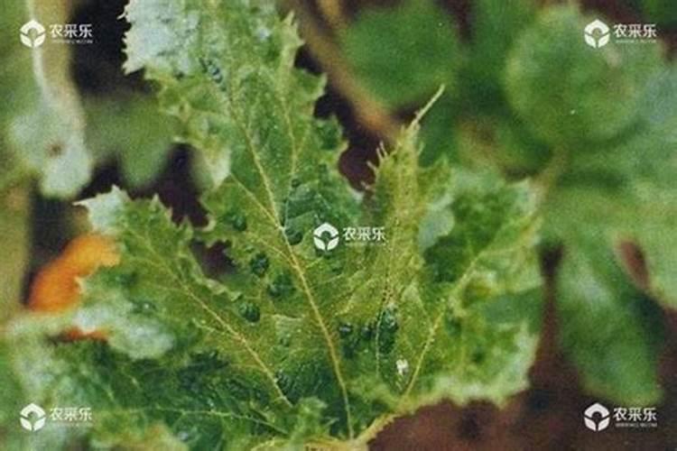 绿色守护：高效防治甜瓜细菌性叶枯病的策略解析