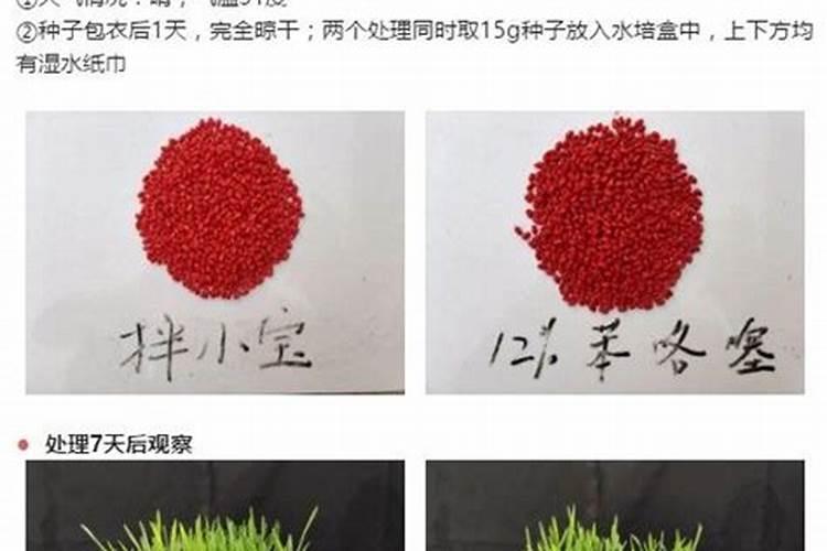播种未来：掌握种子药剂拌种的关键步骤