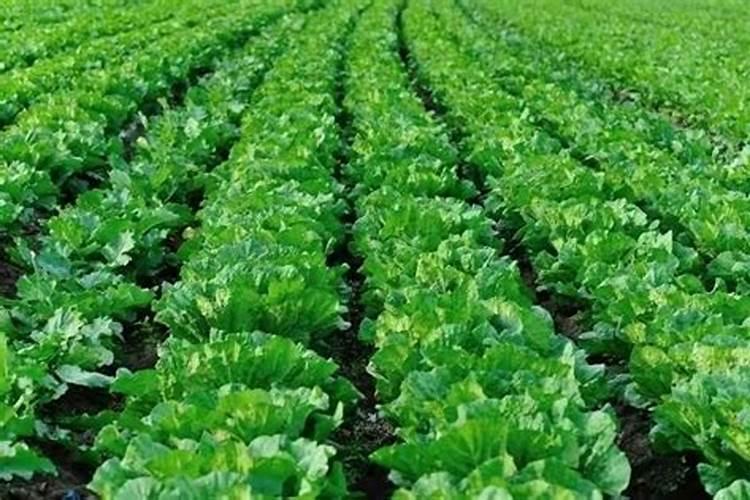 蘑菇追肥促高产：掌握关键要点，实现丰收梦想