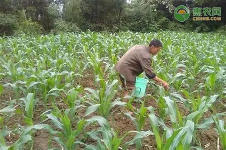 玉米重新播种还用撒肥料吗？