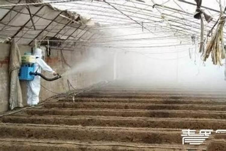 大棚蔬菜连作障碍发生原因