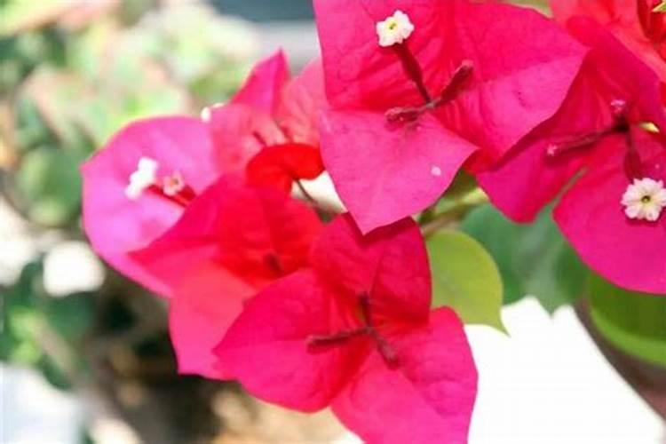 三角梅为什么掉花，三角梅掉花的解决办法？