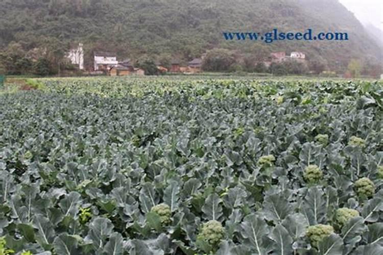 绿意盎然：西兰花种植管理技术全解析