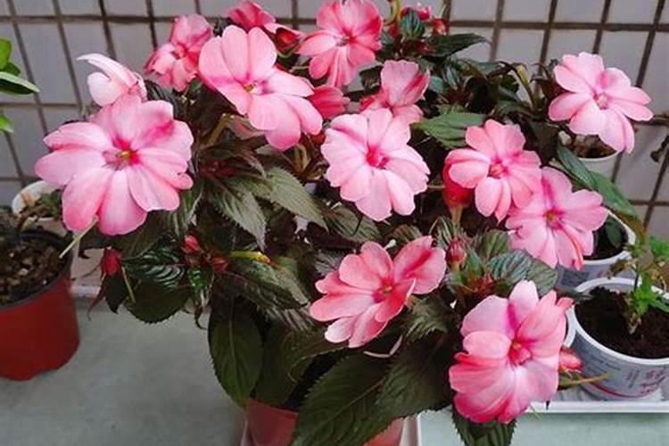 盆栽凤仙花要怎么养才开花？价格是多少钱一盆？