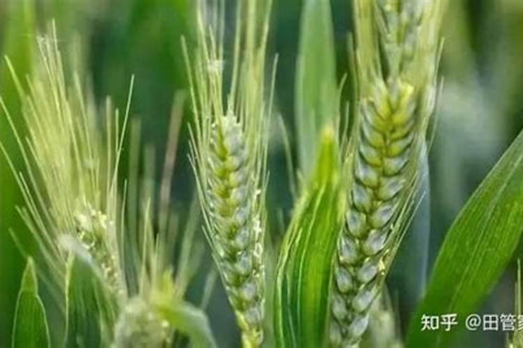 小麦不灌浆有哪些主要原因？