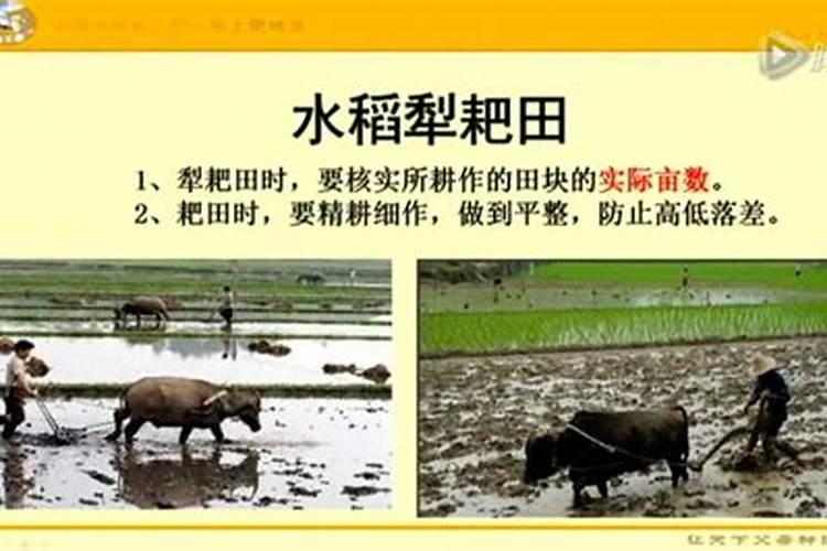 绿色守护：水稻种植用药关键技术要点解析