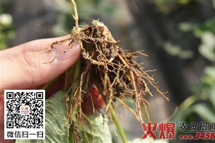 菜苗根腐病,应该如何防治？