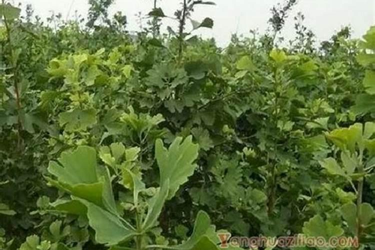 银杏树什么时候移栽最好？银杏树移栽注意事项