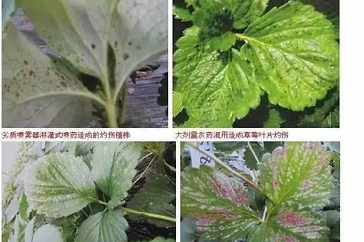 肥害防治措施简述