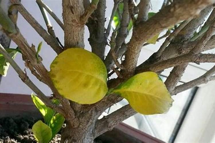 我养的枙子花叶子发黄怎么办