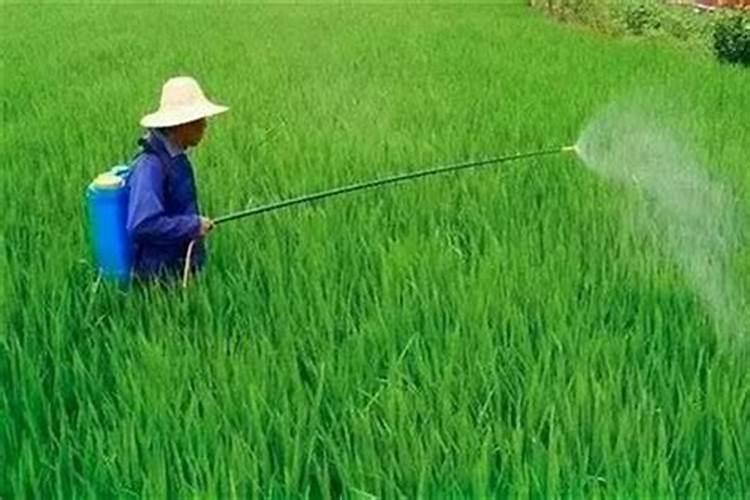 提高农药药效的艺术：策略与注意事项