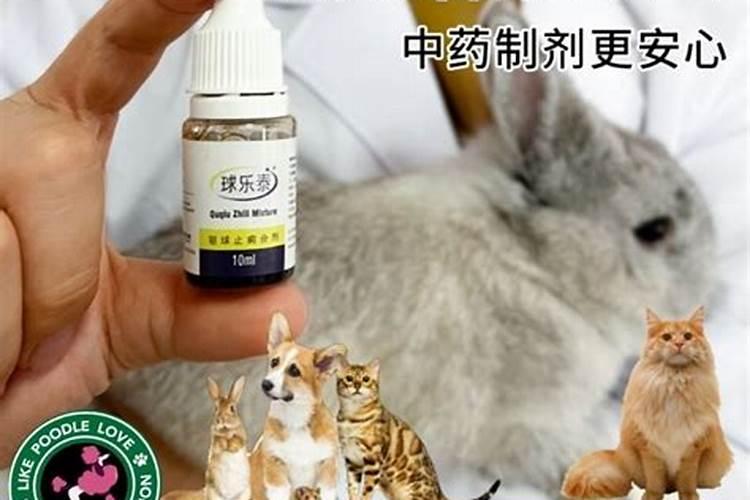 垂耳兔误吃了球虫药怎么办
