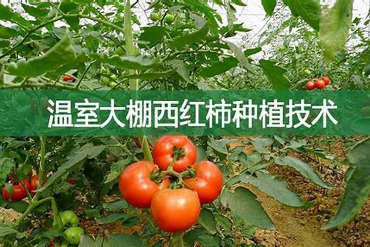 西红柿播前种子处理的技术方法？