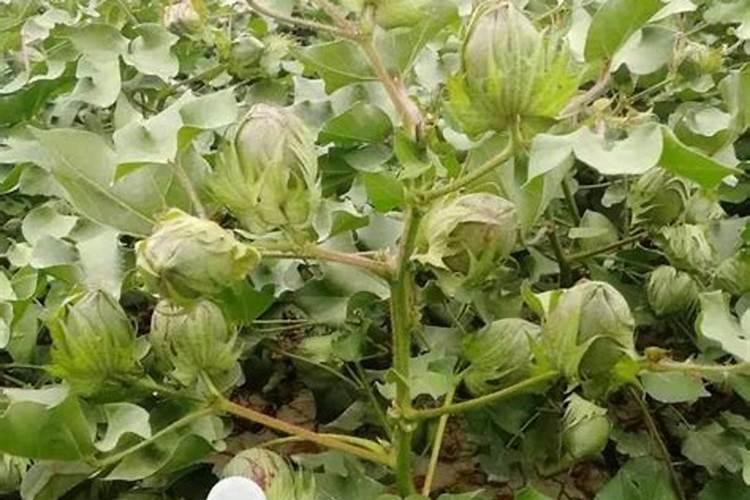 棉花种植的营养秘诀：正确选择与施用肥料