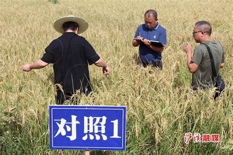 绿色耕耘：水稻免耕培育肥料施用技术的创新与实践