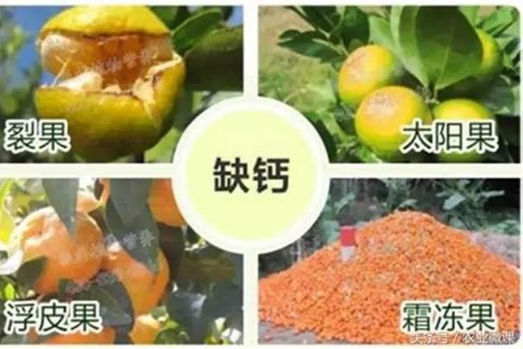 韭菜使用钙肥的好处有哪些？