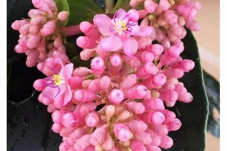 宝莲灯有花苞可以施肥吗？
