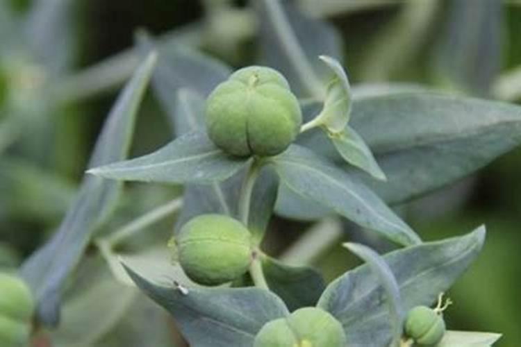 探秘空心泡：种植技术与独特药用价值