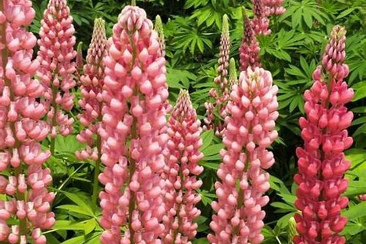 鲁冰花好养吗？养殖方法和养护要点