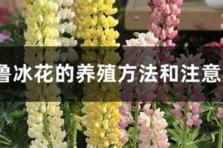 鲁冰花的养殖方法和注意事项介绍!掌握这几点养好它就不难哦!